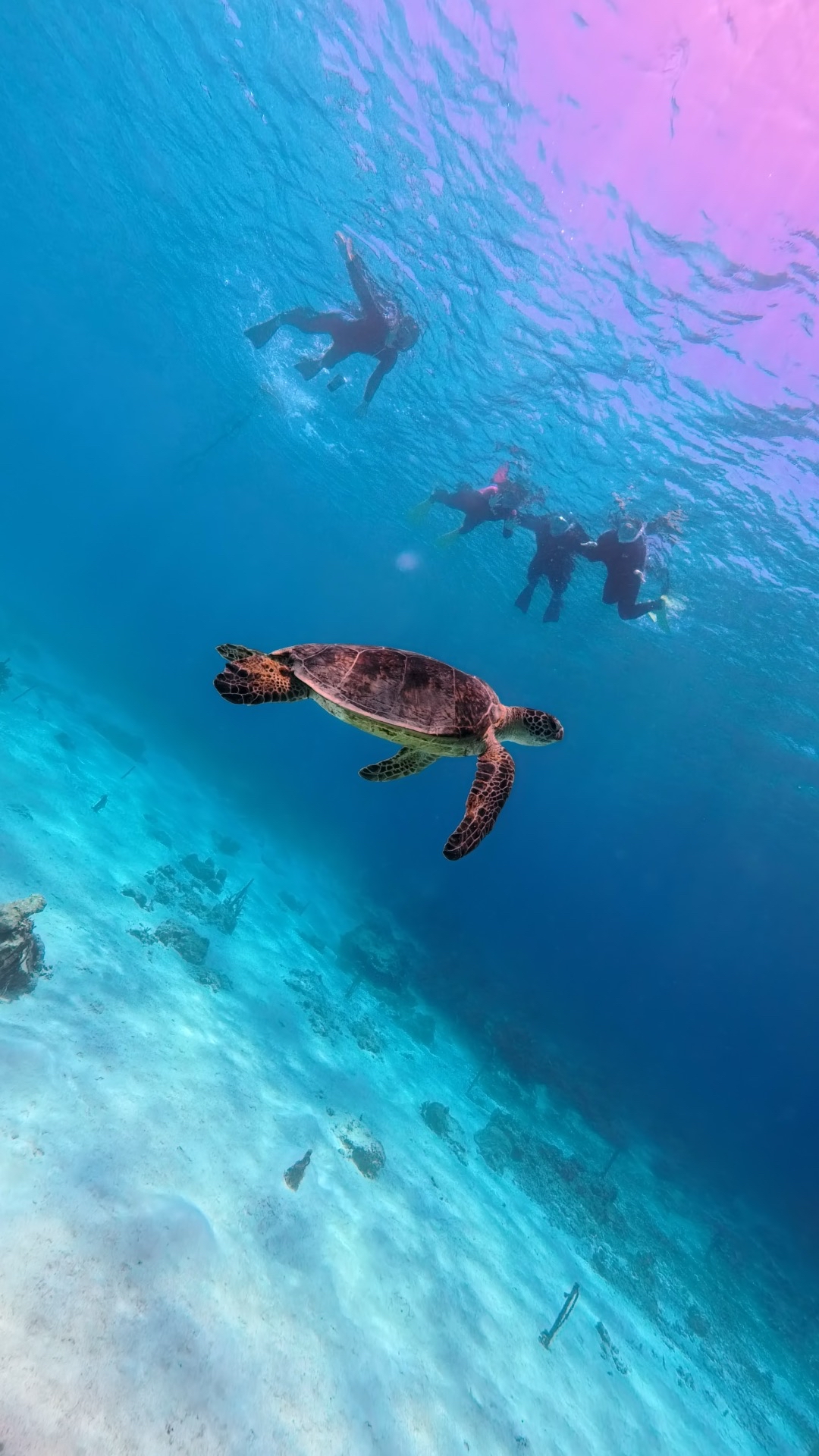 珊瑚礁の海